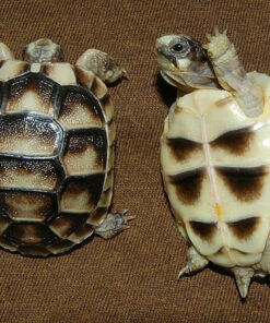 Baby Marginated Tortoise