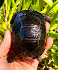 Baby Aldabra Tortoise