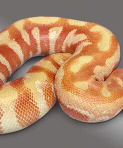 T Negative Albino Blood Python