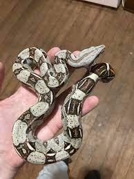 Suriname Red tail Boa