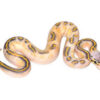 Pastel Highway Ball Python