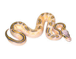 Pastel Highway Ball Python