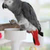 African Grey For Sale