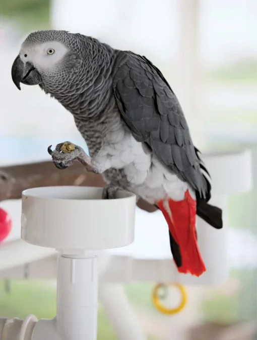 African Grey For Sale