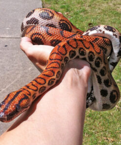 Brazilian Rainbow Boa