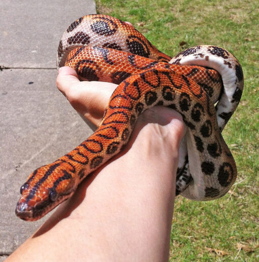 Brazilian Rainbow Boa