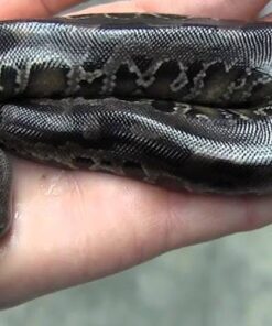 Black Blood Python