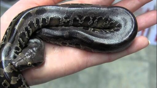 Black Blood Python