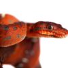 baby emerald tree boa