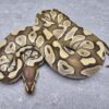 super pastel lesser ball python