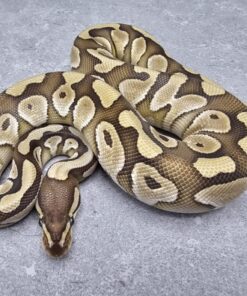 super pastel lesser ball python