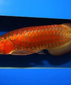 Chili Red Arowana