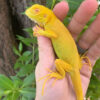 Albino Iguana For Sale