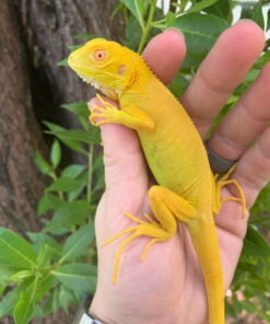 Albino Iguana For Sale