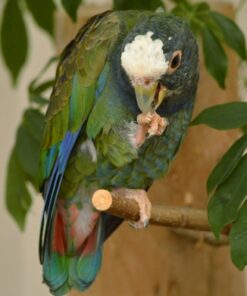 White Capped Pionus