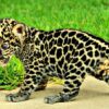 Jaguar Cubs