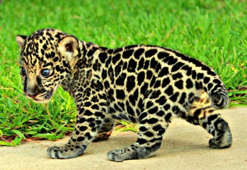 Jaguar Cubs