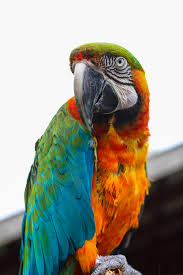 Harlequin macaw