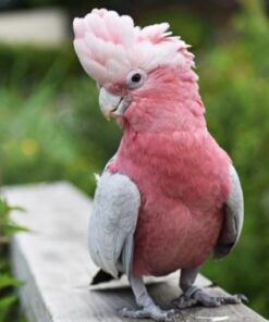 Galah Cockatoo