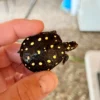 Baby Spotted Turtle