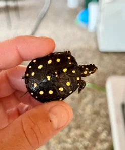 Baby Spotted Turtle