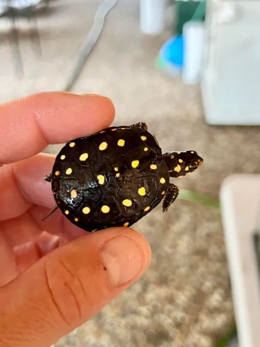 Baby Spotted Turtle