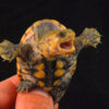 Mexican Musk Turtle