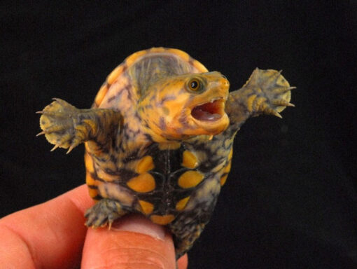 Mexican Musk Turtle