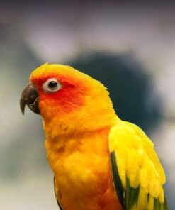 Sun conures