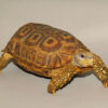 Speke’s Hingeback Tortoise