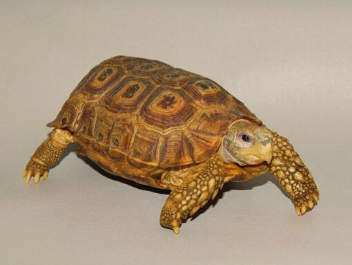 Speke’s Hingeback Tortoise