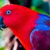 Solomon Island Eclectus