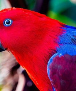 Solomon Island Eclectus