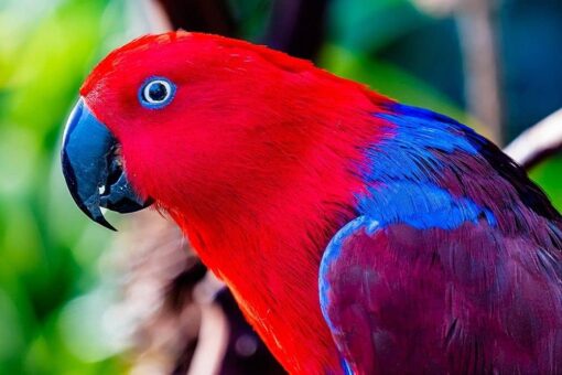 Solomon Island Eclectus