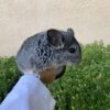 Chinchillas