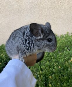 Chinchillas