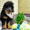 tibetan mastiff for sale