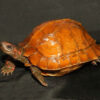 Spiny Turtle for Sale