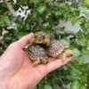 leopard tortoise for sale