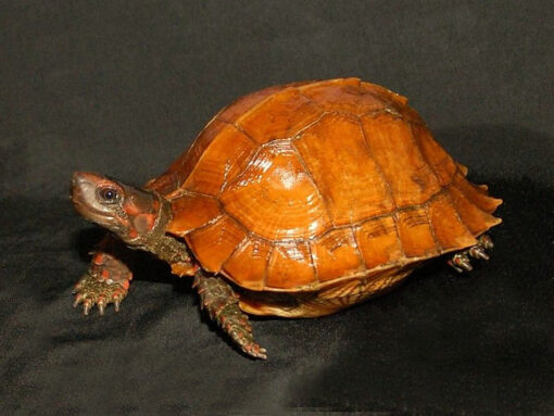 Spiny Turtle for Sale