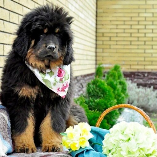 tibetan mastiff for sale