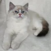 Ragamuffin cat for sale