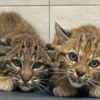 Bobcat kittens