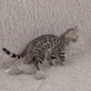 Bengal Kittens for Sale