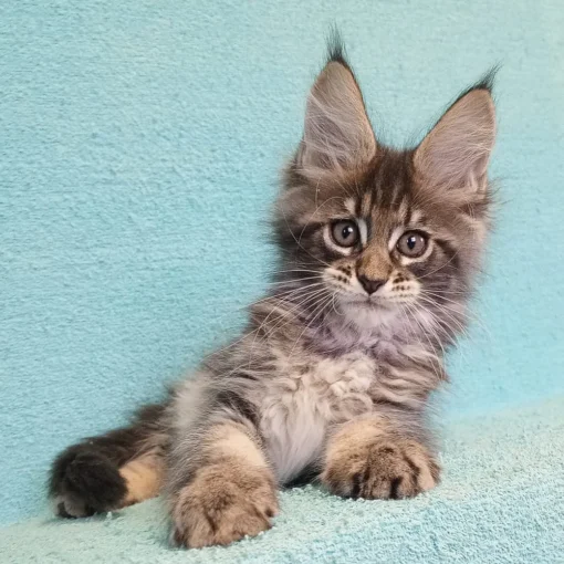 norwegian forest cat