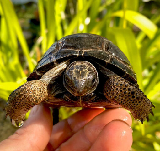 Baby Aldabra Tortoise