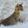 F1 Savannah Cat for Sale