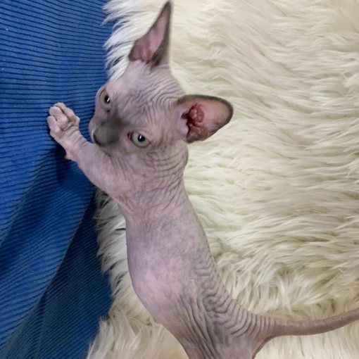 sphynx kitten for sale