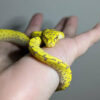 Aru Green Tree Python