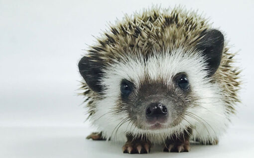 Hedgehog For Sale